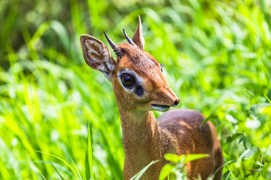 At Least You're Not a Dik-Dik