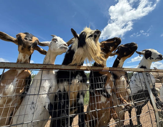 The 300th Blog — The Goat One