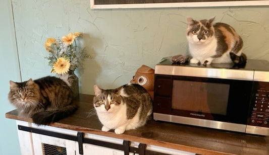 If It Dies or Gives Birth...