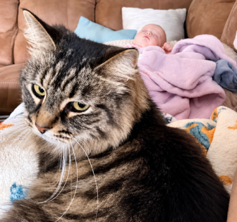 The Hairless Kitten