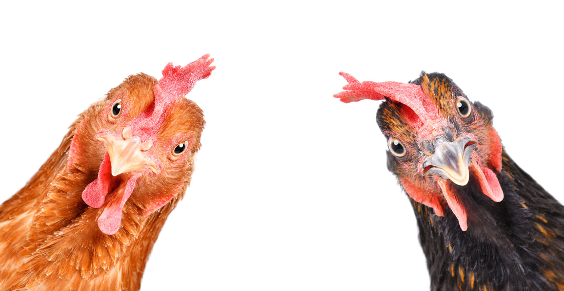 The Third Kind of Chicken Person