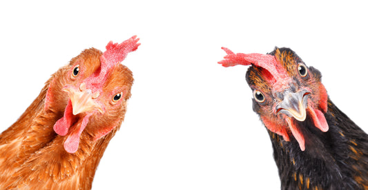 The Third Kind of Chicken Person